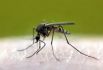 Охота на комаров началась в Японии