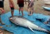 Правительство Японии хочет вдвое сократить вылов голубого тунца
